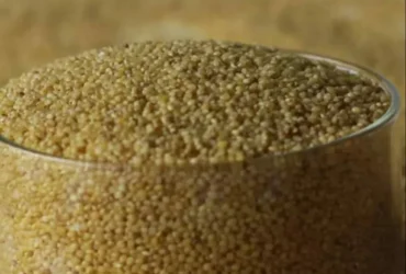 Brown Foxtail Millet Rice, Whole Grains, High in Protein